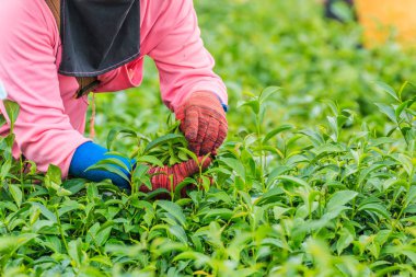 İşçiler çay yaprakları plantasyonda toplamak.