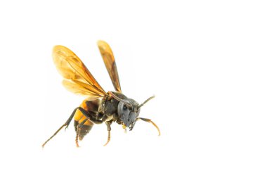Wasp isolated on white  clipart