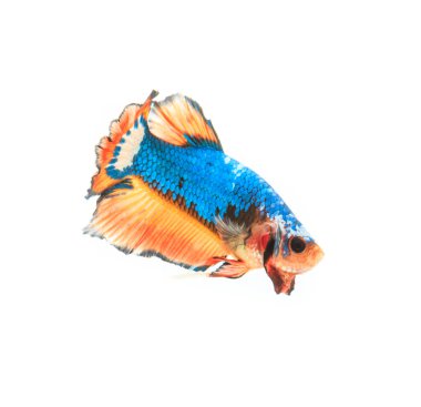 Siyam mücadele balık