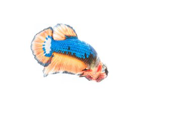 Siyam mücadele balık