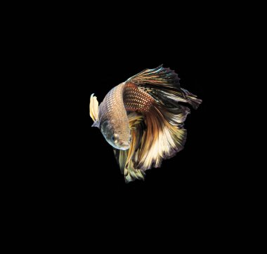 Siyam mücadele balık