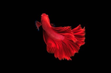 Siyam mücadele balık