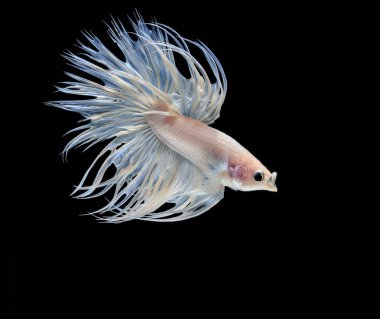 Siyam mücadele balık