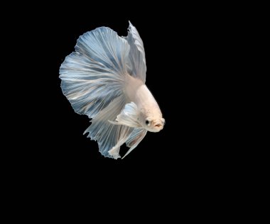 Siyam mücadele balık