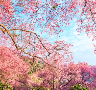 Sakura veya kiraz çiçeği