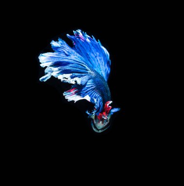 Siyam mücadele balık