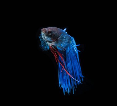 Siyam mücadele balık