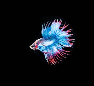 Siyam mücadele balık