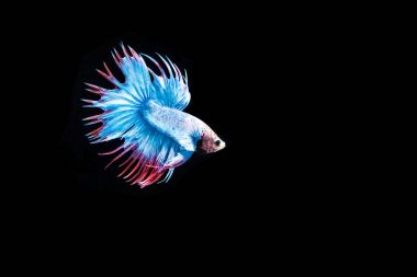 Siyam mücadele balık