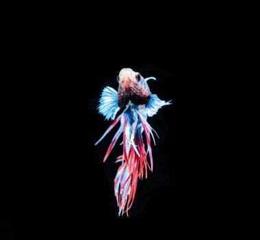 Siyam mücadele balık