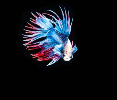 Siyam mücadele balık