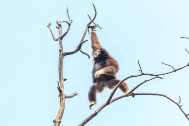 Ağaç dalı Gibbon 