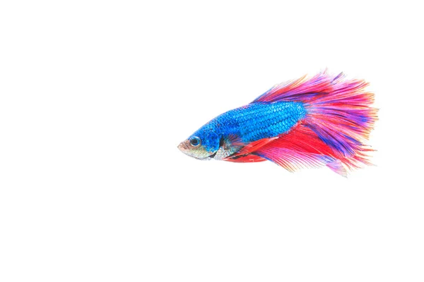 Peces siameses — Foto de Stock