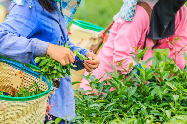 Рабочие собирают чайные листья на плантации — стоковое фото
