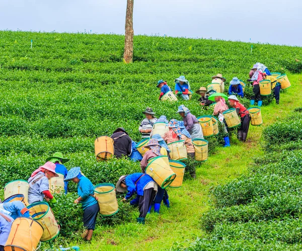 Les travailleurs recueillent des feuilles de thé sur la plantation — Photo