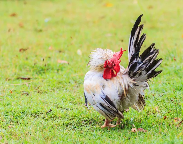 Chicken bantam on grass — Stock Photo, Image