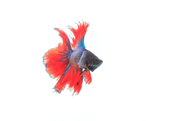 Siamese fighting fish — Stock Photo, Image