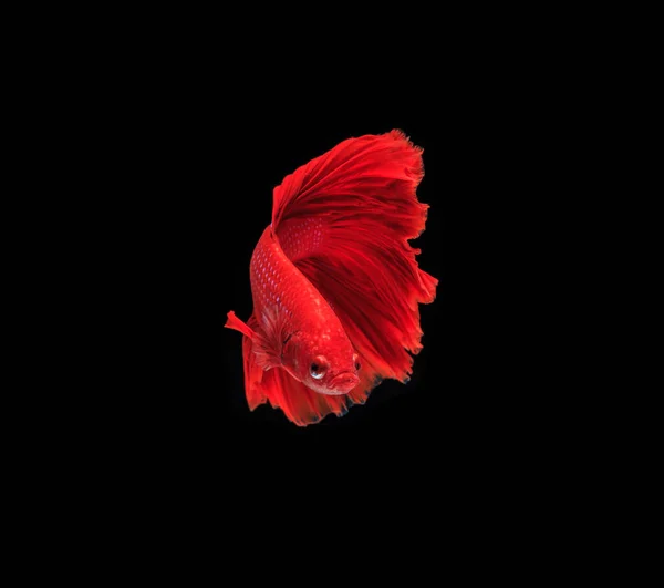 Siamese fighting fish — Stock Photo, Image