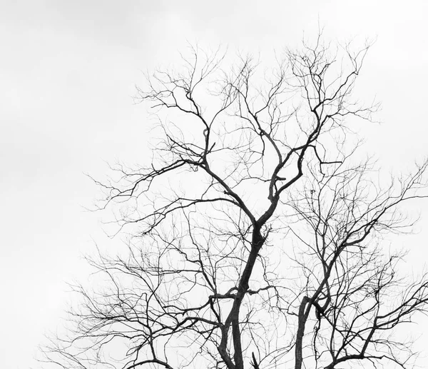 Árvores mortas sob o céu — Fotografia de Stock