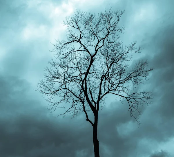 Ölü ağaçlar gökyüzü altında — Stok fotoğraf
