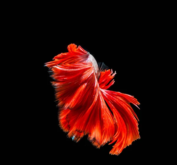 Siamese fighting fish — Stock Photo, Image