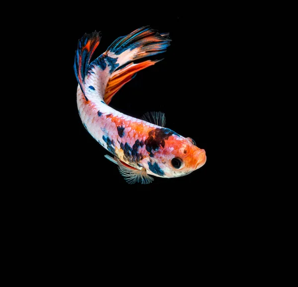 ปลาต่อสู้สยาม — ภาพถ่ายสต็อก