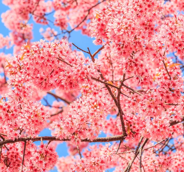 Sakura of kersenbloesem — Stockfoto
