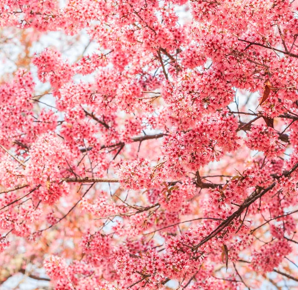 Сакура або Цвітіння вишні — стокове фото