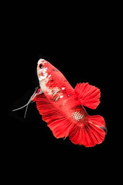 siamese fighting fish