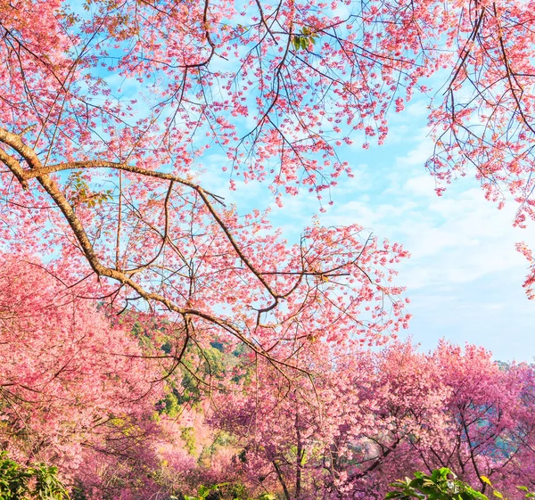 Sakura ή κεράσι ανθίσει — Φωτογραφία Αρχείου