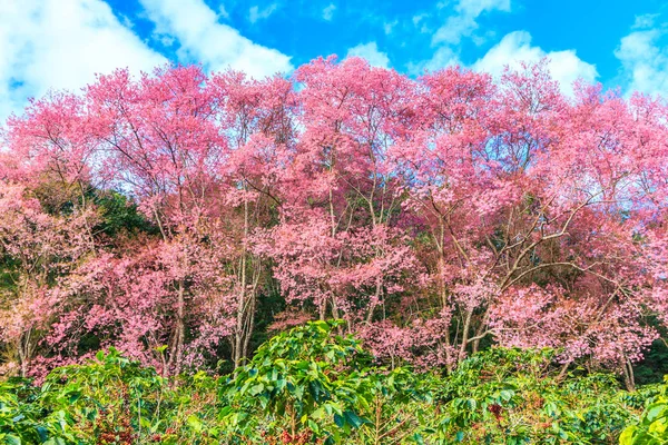 Sakura oder Kirschblüte — Stockfoto