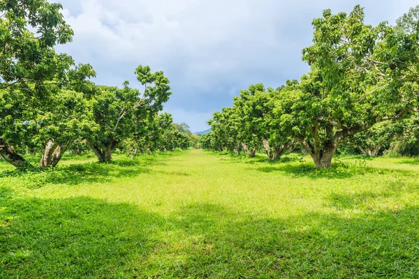 Çin veya lychee meyve bahçesi 