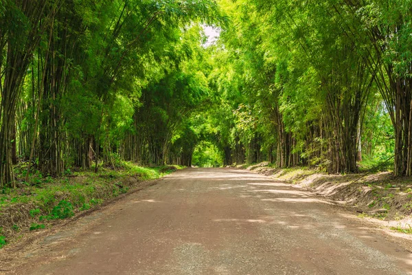 Green tunnel of bamboo trees — Stock Photo, Image