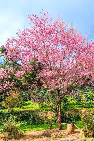 Sakura lub wiśni — Zdjęcie stockowe