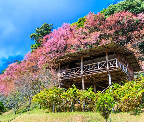 Sakura nebo třešňový květ — Stock fotografie