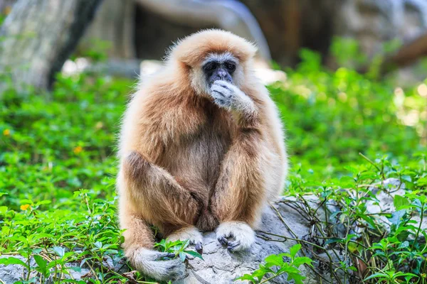 Kayanın üzerinde oturan Gibbon — Stok fotoğraf