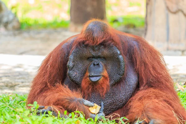 Big brown orangutan — Stock Photo, Image