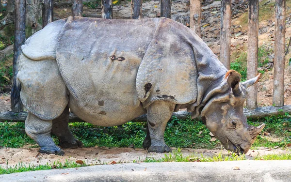 Nosorożec indyjski zoo — Zdjęcie stockowe