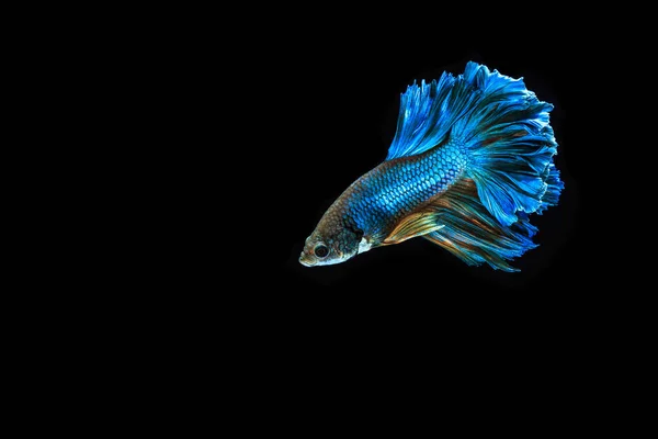 Сиамская боевая рыба Стоковая Картинка
