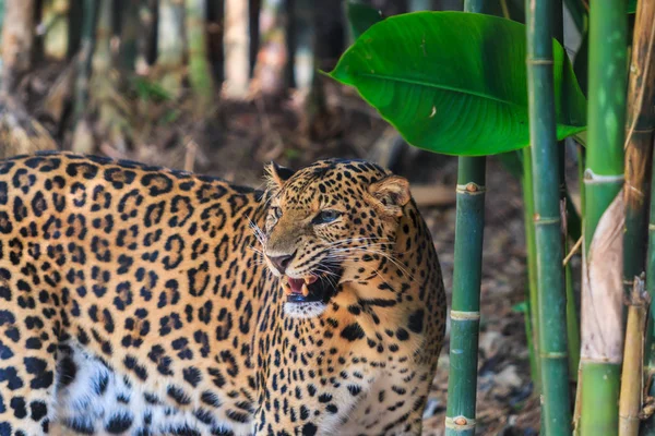 Mooie wild Jaguar Stockafbeelding