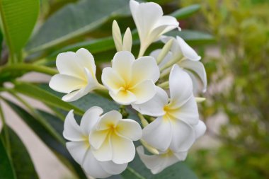 Beyaz frangipani tropikal çiçeği, ağaçta açan Plumeria çiçeği, spa çiçeği