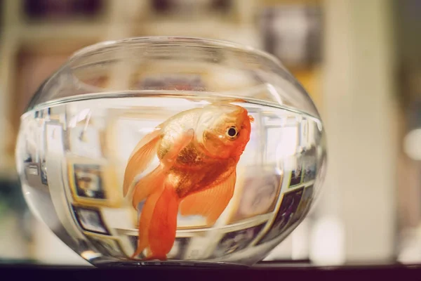 Fish Die Clear Glass — Stock Photo, Image