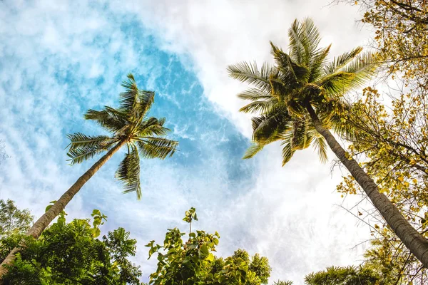 Kokosnoot Boom Blue Sky White Cloud — Stockfoto