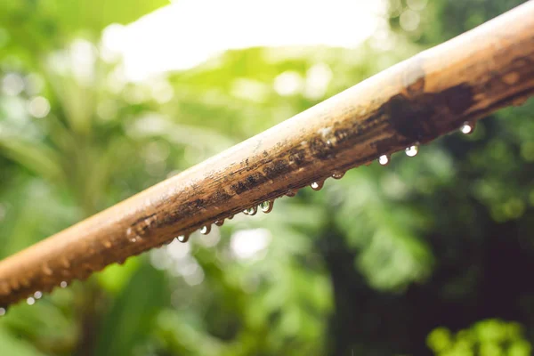 Bambu Usado Para Secar Roupas Gotas Chuva Folhas Verdes Das — Fotografia de Stock