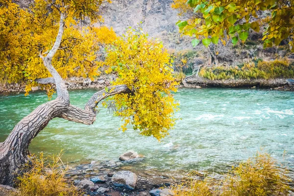 Vue panoramique à l'intérieur du canyon Charyn. Bel arbre et rivière — Photo