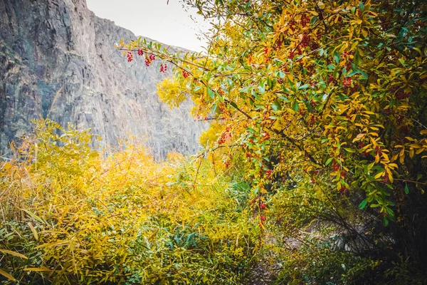 Albero Giallo Nel Canyon Bellezza Natura — Foto Stock