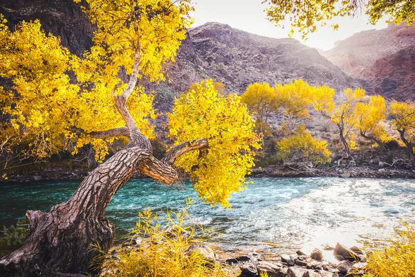 Vista panoramica all'interno del canyon di Charyn. Bellissimo albero e fiume Foto Stock Royalty Free