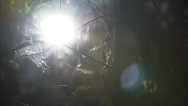 Telaraña en la cueva — Vídeo de stock