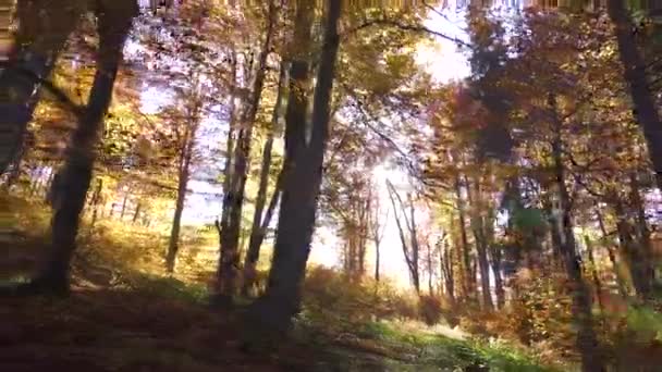 Красивый солнечный лес — стоковое видео