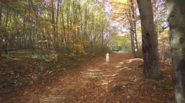 Kızı ormanda çalışan